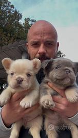 Cuccioli di bulldog francese fluffy