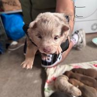 Pastori della lessinia