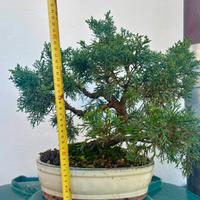 Bonsai di ginepro itoigawa