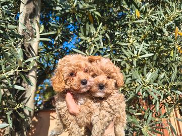 Barboncino mini toy albicocca 2 maschi 2 femmine