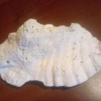 Conchiglia fossile originale di Miami (Florida)