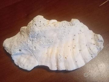 Conchiglia fossile originale di Miami (Florida)