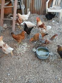 Pulcini, gallina, pavone