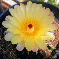 pianta grassa dal fiore giallo 