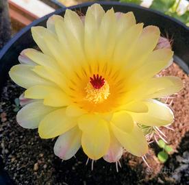 pianta grassa dal fiore giallo 