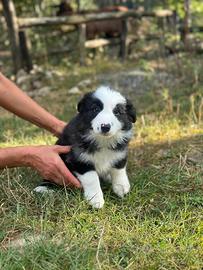 Cuccioli border collie super super
