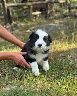 Cuccioli border collie super super