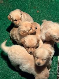 Golden Retriever, pronti per Natale