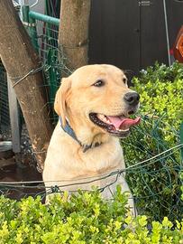 Labrador con pedigree