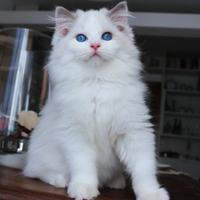 Magnifico cucciolo ragdoll pedigree ministeriale