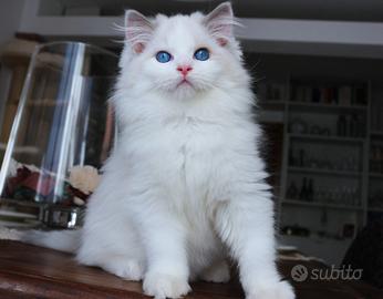 Magnifico cucciolo ragdoll pedigree ministeriale