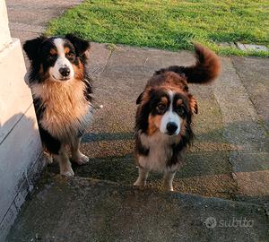 Cuccioli Australian Shepherd/Pastore Australiano