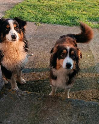 Cuccioli Australian Shepherd/Pastore Australiano