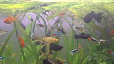 Pesci acqua dolce