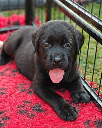Cuccioli di Labrador Retriever maschi neri