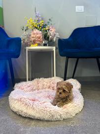 Maltipoo toy mini particolor