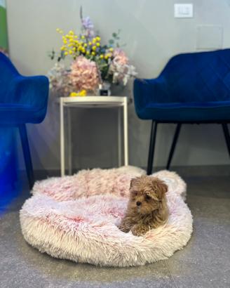 Maltipoo toy mini particolor