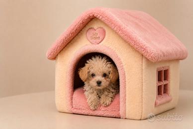 Maltipoo Mini Toy Disponibili Subito