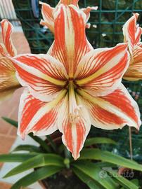 Bulbi Amaryllis Hyppeastrum striato