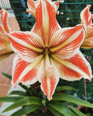 Bulbi Amaryllis Hyppeastrum striato