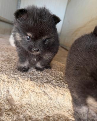 Spitz pomerania mini toy