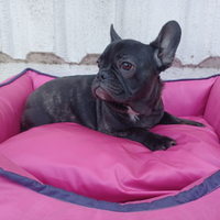 Bulldog Francese femmina cucciola - ANCHE A RATE