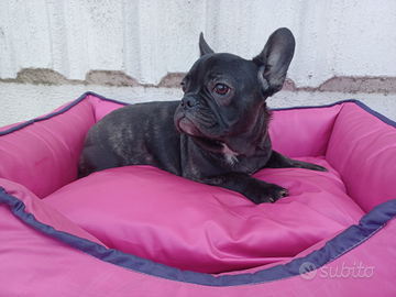 Bulldog Francese femmina cucciola - ANCHE A RATE