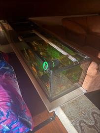 Pesci e acquario