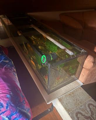 Pesci e acquario
