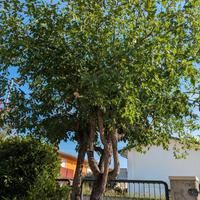 Albero di giuggiolo incrociato con pero | 20 anni