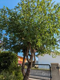 Albero di giuggiolo incrociato con pero | 20 anni