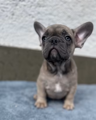 Bulldog francesi Merle maschi