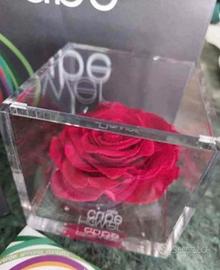 Rosa rossa stabilizzata 