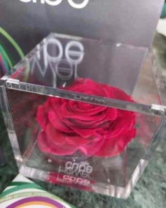 Rosa rossa stabilizzata 