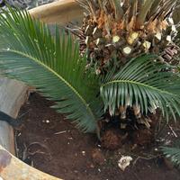 Cycas in vaso revoluta