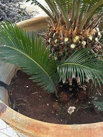 Cycas in vaso revoluta