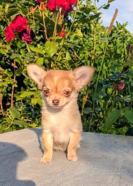 CUCCIOLO CHIHUAHUA CHOCO FAWN, ALLEVAMENTO ENCI 