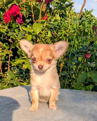 CUCCIOLO CHIHUAHUA CHOCO FAWN, ALLEVAMENTO ENCI 