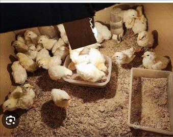 Pulcini di gallina