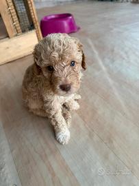 Lagotto Romagnolo