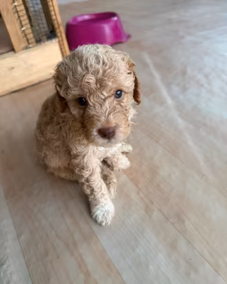 Lagotto Romagnolo