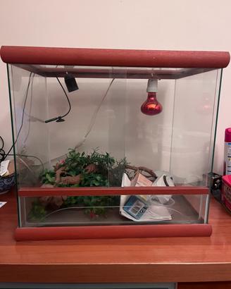 Teca rettilario per rettili