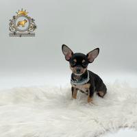 Dolcissimo Chihuahua black