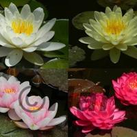Piante acquatiche da giardino