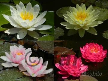 Piante acquatiche da giardino