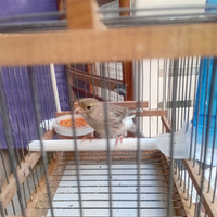 Animali