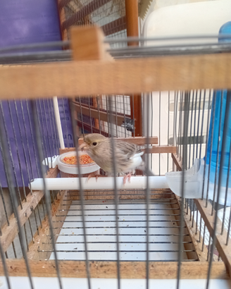 Animali