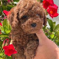 Barboncini Toy mini e nano pronti