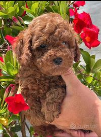 Barboncini Toy mini e nano pronti