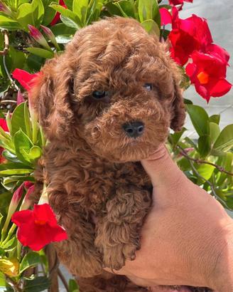 Barboncini Toy mini e nano pronti